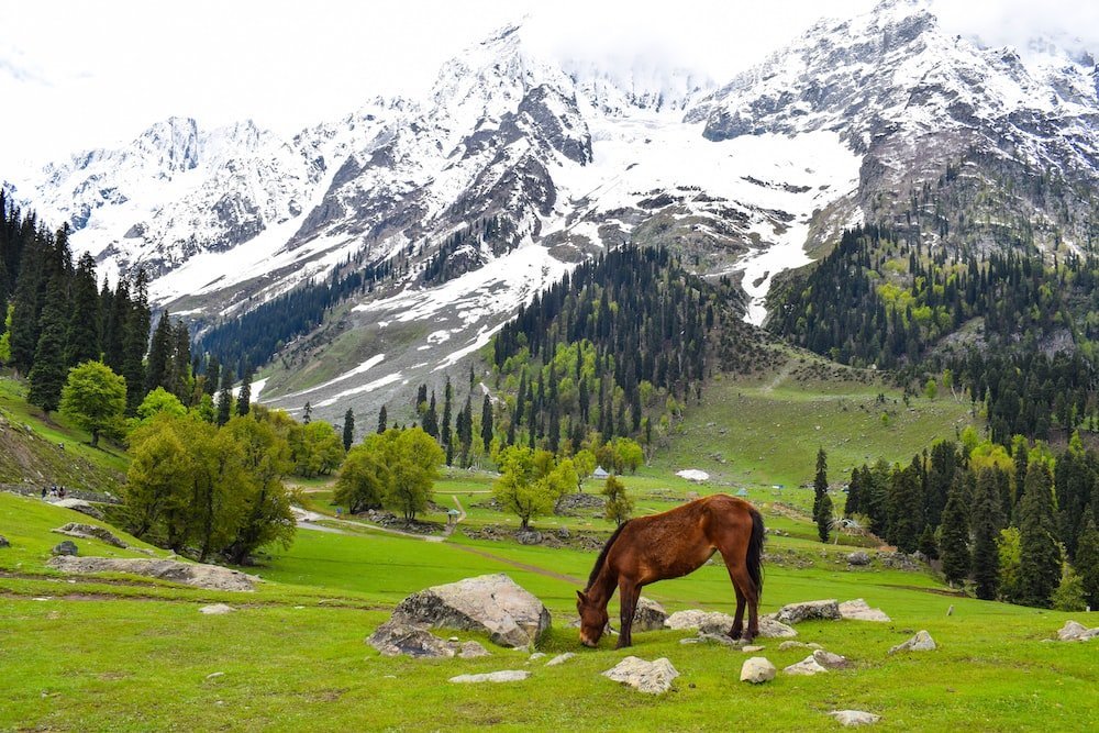 Kashmir Tour